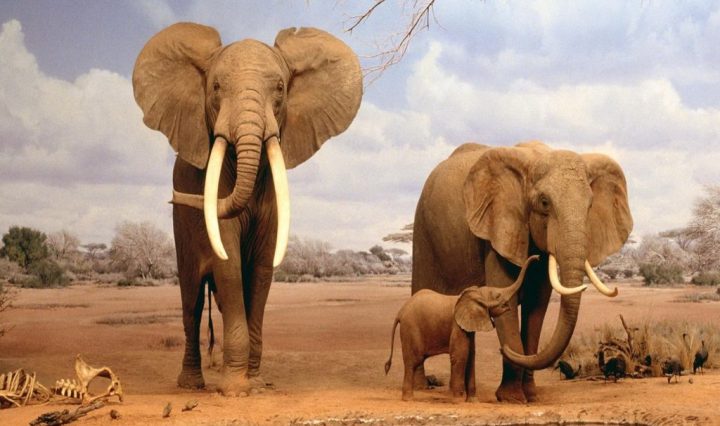 elephants