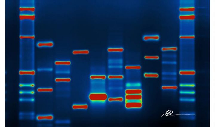 cloning DNA markers