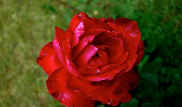 blooming red rose