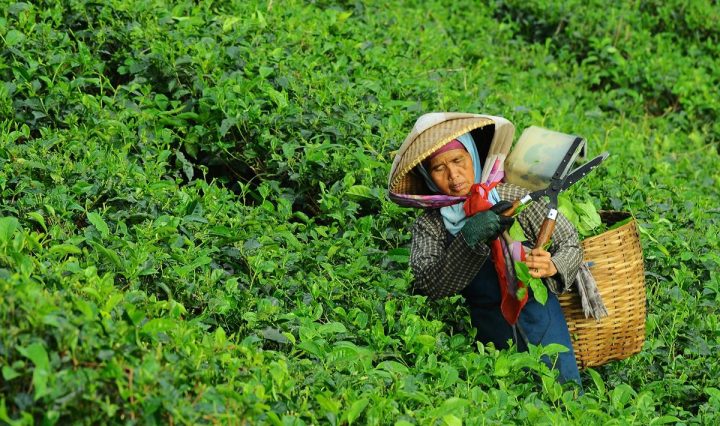 woman picking tea from the side of a hill and carrying a basket of tea